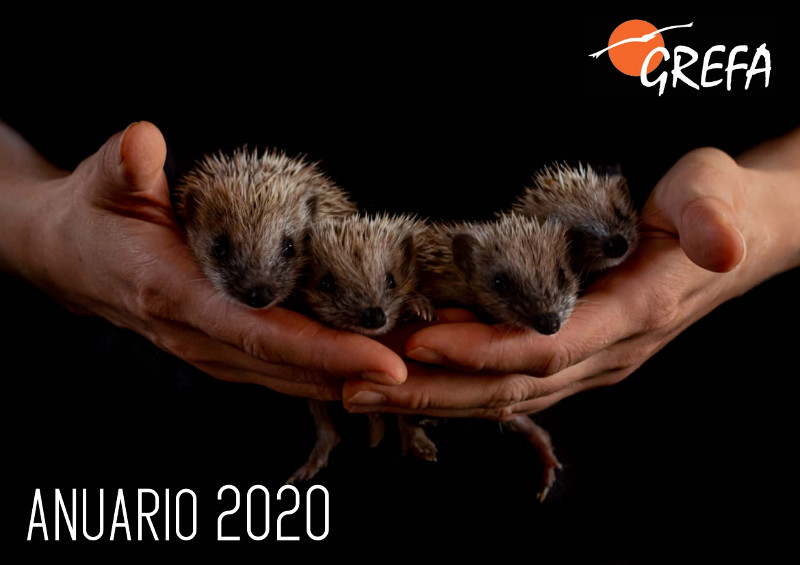Portada del Anuario 2020 de GREFA, ilustrada con una foto de unas crías de erizo realizada por Javier Lobón Rovira.
