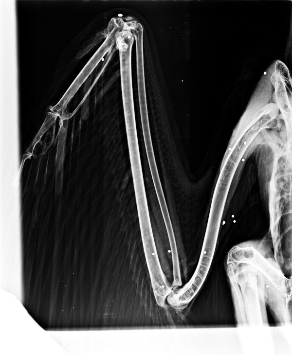 Radiografía del ala derecha del buitre leonado víctima de un escopetero, donde se observan numerosos perdigones.
