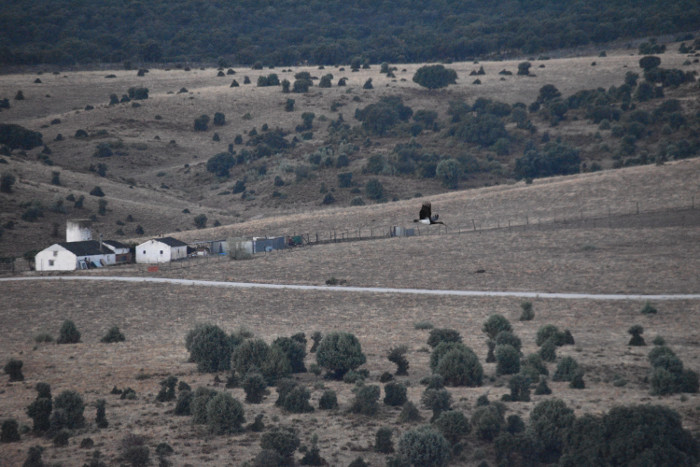 Primer vuelo de una de las cigüeñas negras, tras ser liberada en el Parque Regional de la Cuenca Alta del Manzanares.