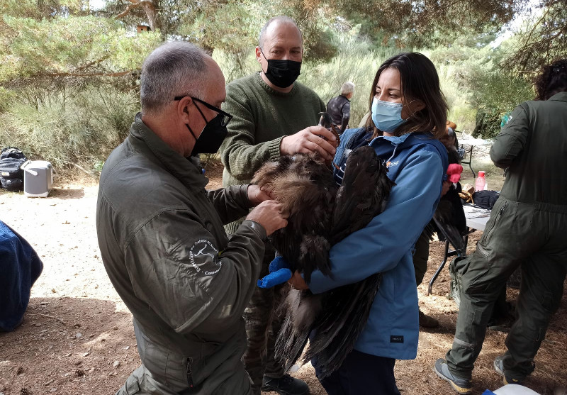 Momento del marcaje con GPS de uno de los veinte buitres negros que serán liberados en breve en la Sierra de la Demanda.