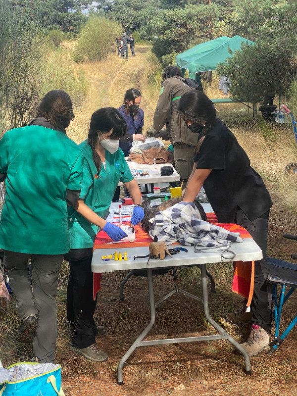 Otra perspectiva de la zona habilitada para el chequeo de los buitres negros por el equipo veterinario de GREFA.