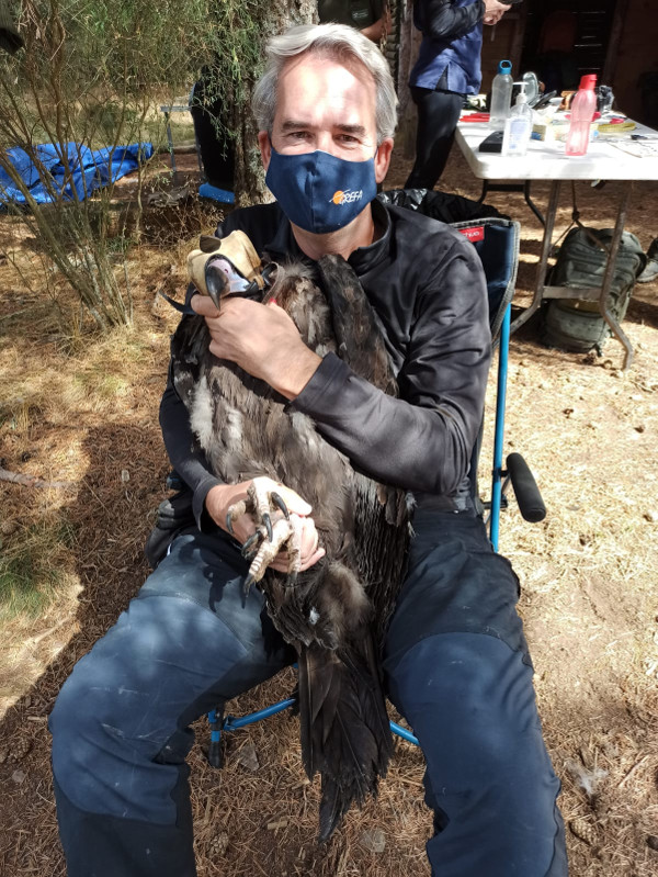 Un trabajador de GREFA sujeta a un buitre negro a la espera de proceder a su revisión veterinaria. 