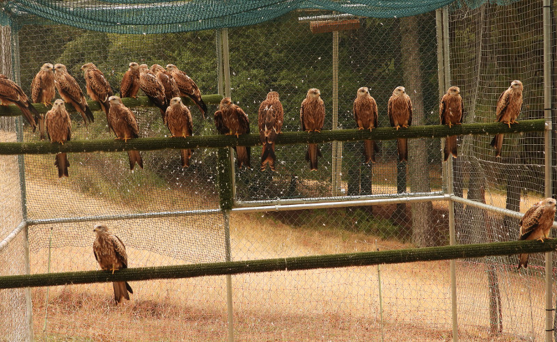 Milanos reales en la "jaula-hacking" de Cazorla, poca antes de la apertura de este recinto para la liberación definitiva de las aves.