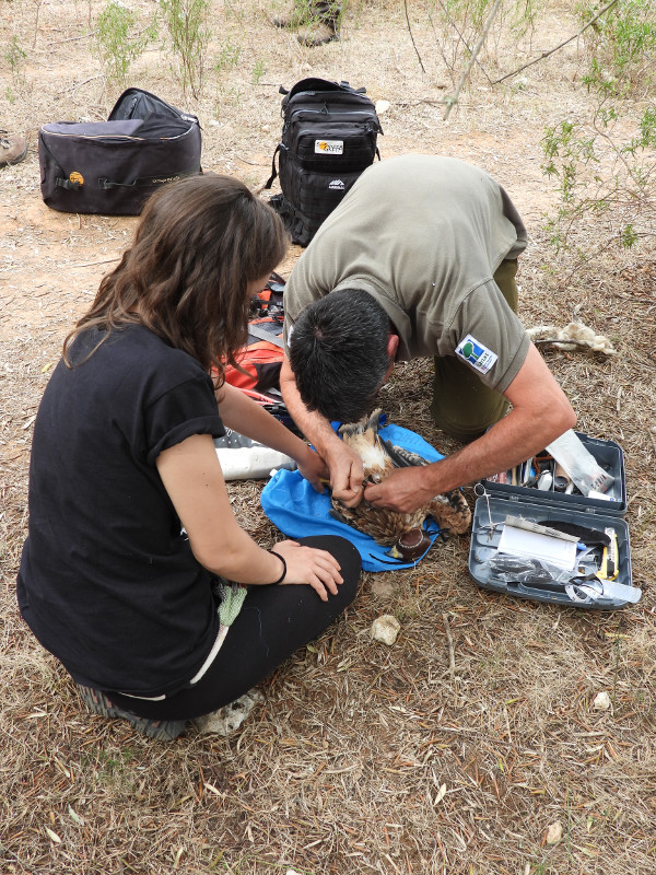 Control sanitario y marcaje con GPS de un milano real en Mallorca destinado a ser liberado en el Parque Natural de Cazorla (Jaén).