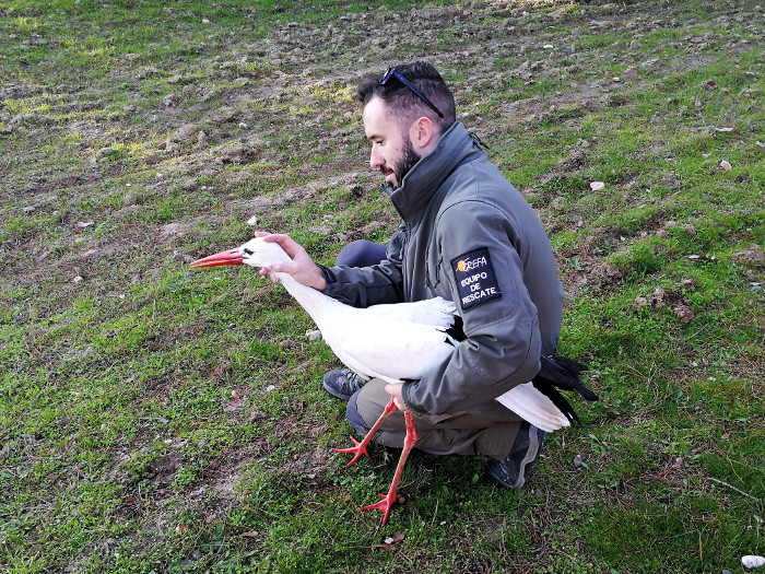 Uno de los voluntarios de la Red de Rescatadores lleva a cabo el rescate y traslado de una cigüeña.