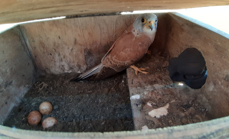 Macho de cernícalo primilla de primer año cuidando de su puesta en una caja nido del entorno de la balsa de riego, en 2020.