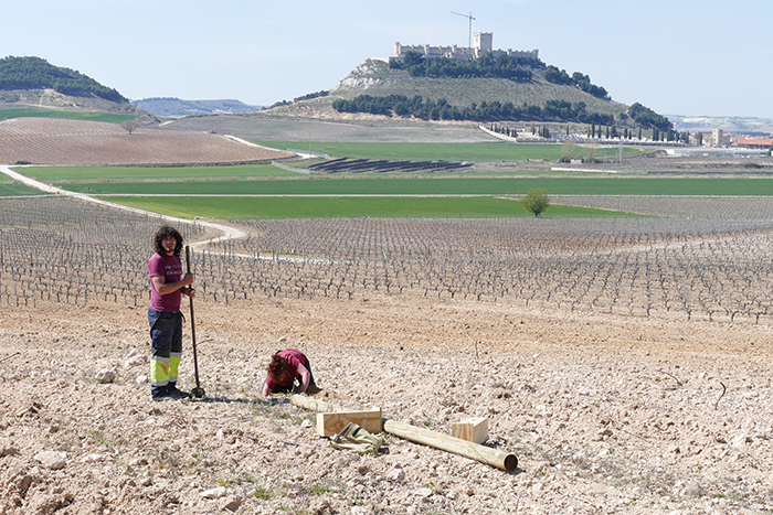  Instalación realizada el año pasado de un poste nido mixto para murciélagos y aves insectívoras en los viñedos del Pago de Carraovejas (Peñafiel, Valladolid).