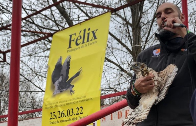Enríquez Martínez (GREFA) porta a la hembra de azor antes de ser liberada durante la jornada celebrada en Araúzo de Miel (Burgos).