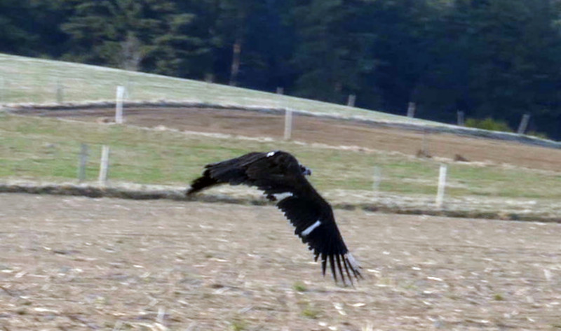 La hembra de buitre negro "Deborah" fotografiada en vuelo el pasado 25 de marzo en el Macizo Central francés. Foto: Alain Peycli.