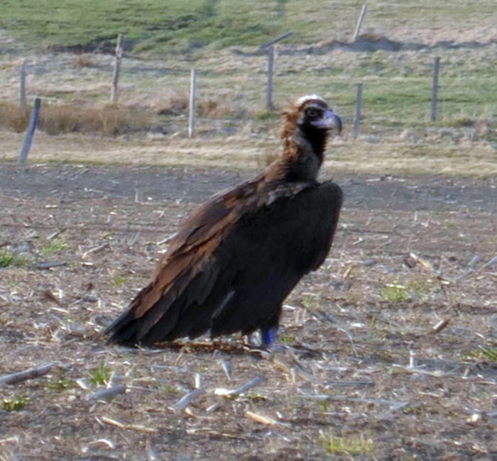 Otra foto de "Deborah" durante su estancia en Francia, esta vez posada. Foto: Alain Peycli.