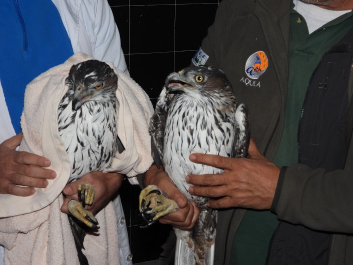 Momento de la llegada al centro de GREFA de las dos águilas de Bonelli cedidas en 2018 por Bulgaria. Una de ellas es el macho "Ivo". Foto: AQUILA a-LIFE.