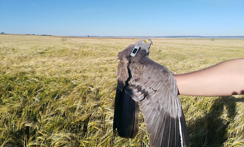 El aguilucho cenizo será una de las especies aboradadas en las jornadas. En la foto, macho adulto con emisor satelital.