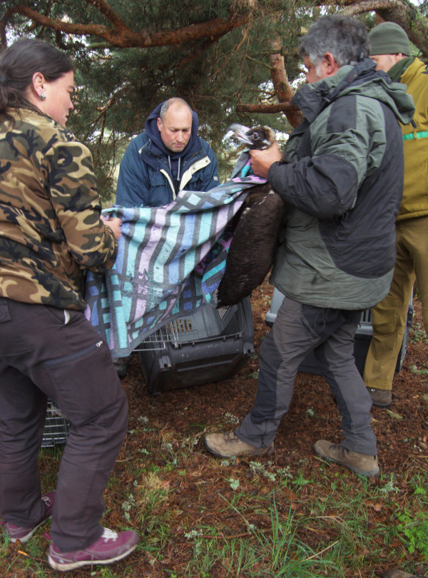 Momento de la extracción de uno de los catorce buitres negros del trasportín donde fue trasladado a la Sierra de la Demanda.