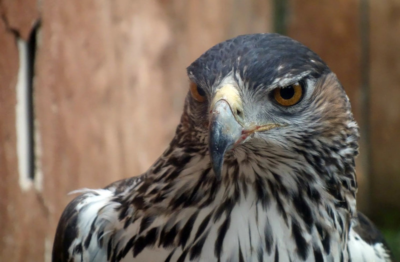 ‘Mafalda’, águila de Bonelli residente en GREFA y apadrinada por los alumnos del IES "Miguel Delibes", de Madrid.