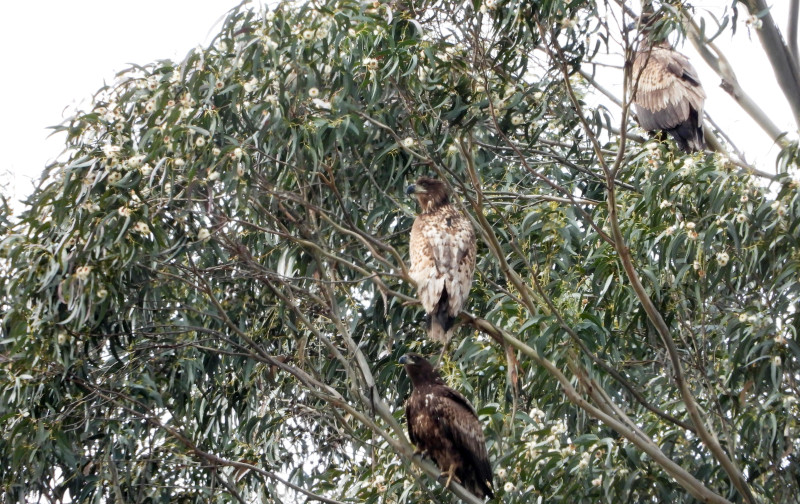 Tres de los pigargos europeos liberados, posados cerca de la zona de reintroducción en Pimiango (Asturias) que visitó la delegación de la Generalitat Valenciana.