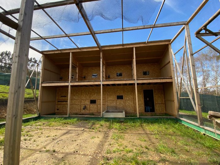 Interior del jaulón de aclimatación en Pimiango, donde vivieron los pigargos antes de ser liberados al medio natural.