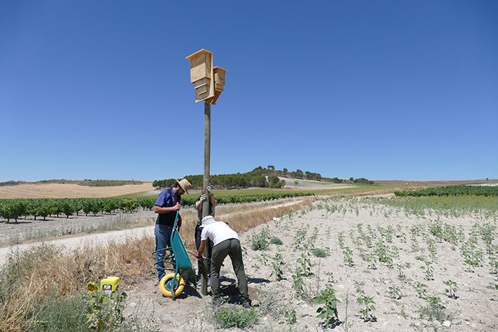 Poste con cajas nido para murciélagos y aves insectívoras colocadas en una zona de viñedos.