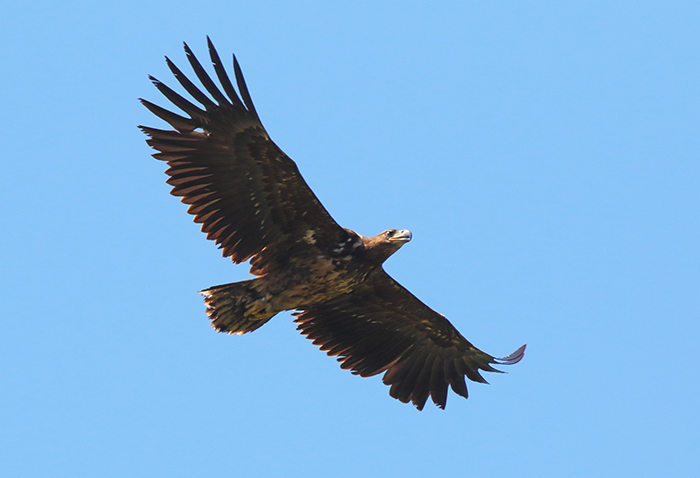 "Pechón", en vuelo en el entorno de la zona de liberación, fotografiado a principios del pasado mayo. 