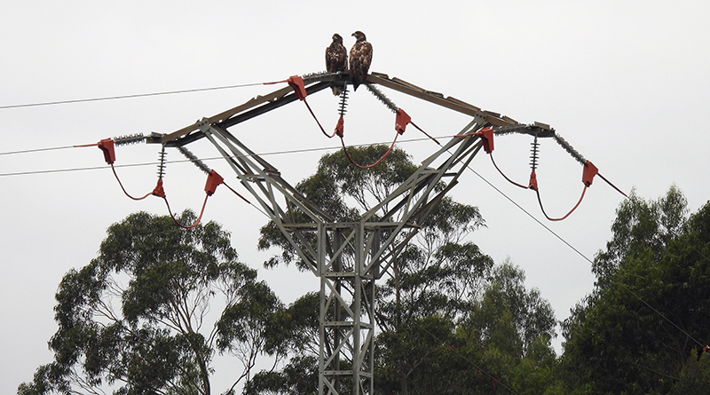 Dos de los pigargos liberados en Asturias reposan sobre un apoyo de un tendido eléctrico corregido para evitar electrocuciones de aves.