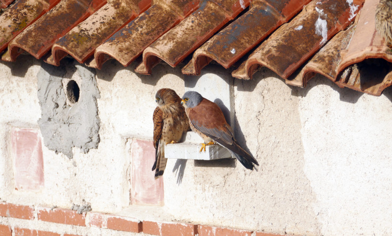 Macho y hembra de cernícalo primilla en un primillar gestionado por GREFA en el municipio madrileño de Getafe.