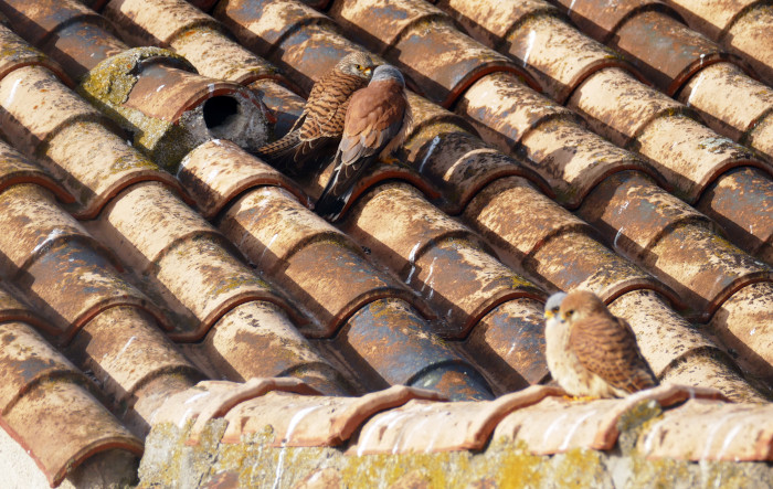 Dos parejas de cernícalo primilla descansan sobre el tejado del primillar de Getafe.