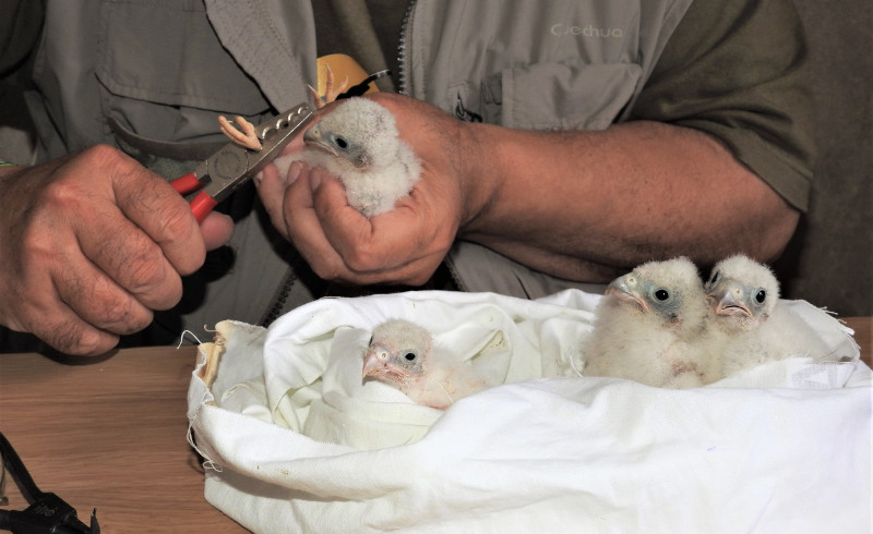 Un naturalista anilla varios pollos de la población andaluza de cernícalo primilla. Foto: GREFA-Andalucía.