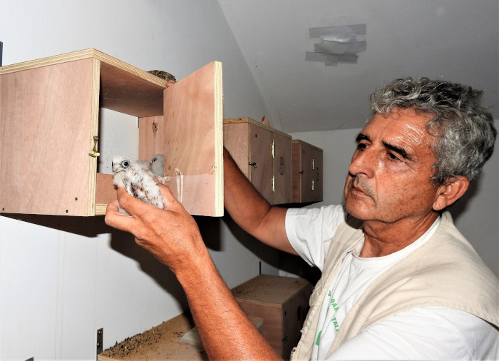 Un voluntario introduciendo un pollo de cernícalo primilla en un nidal del primillar de Tejadilla (Écija-Sevilla). Foto GREFA-Andalucía