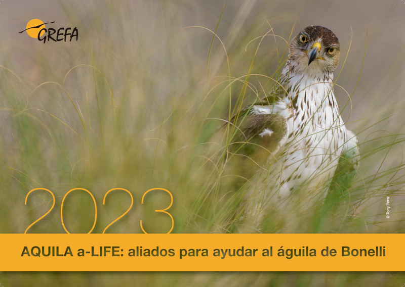 Portada del Calendario 2023 de GREFA, dedicado al águila de Bonelli, con una magnífica fotografía de Tony Peral.