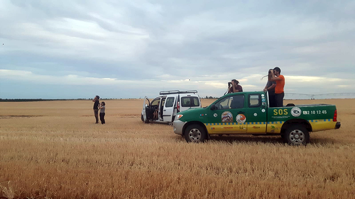 Voluntarios de GREFA buscan nidos de aguilucho cenizo.