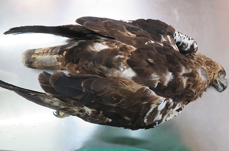 Vista dorsal del cadáver del águila imperial que ingresó en nuestro hospital de fauna, víctima de la intoxicación por plomo.