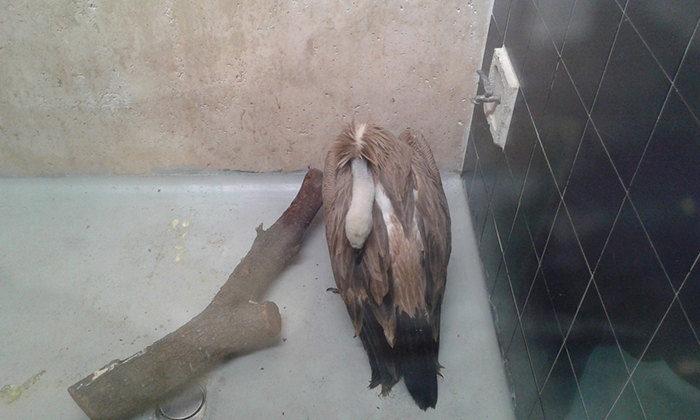 Foto de archivo de un buitre leonado ingresado en GREFA, con la cabeza y el cuello flácidos, síntoma propio de intoxicación por plomo.