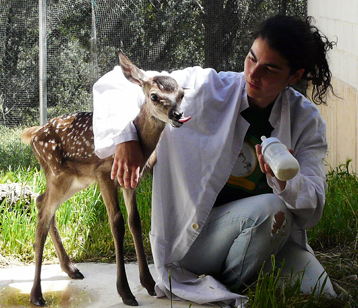 Sandra se dispone a alimentar a un cervatillo en el Hospital de Fauna Salvaje de GREFA.