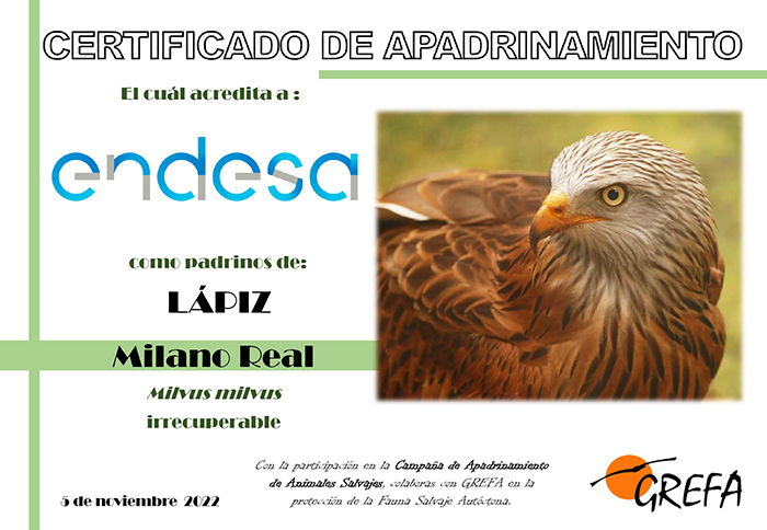 Certificado de apadrinamiento por ENDESA del milano real “Lápiz”.