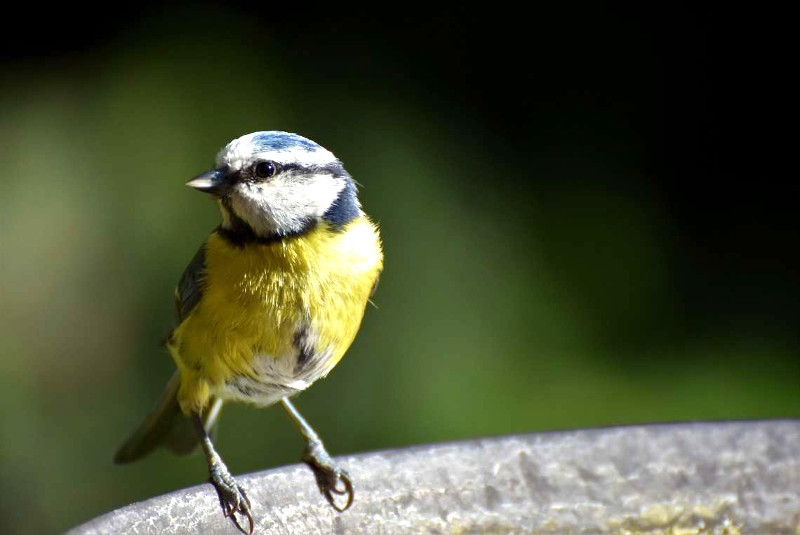 El herrerillo es una de esas pequeñas aves a las que podemos ayudar en invierno.