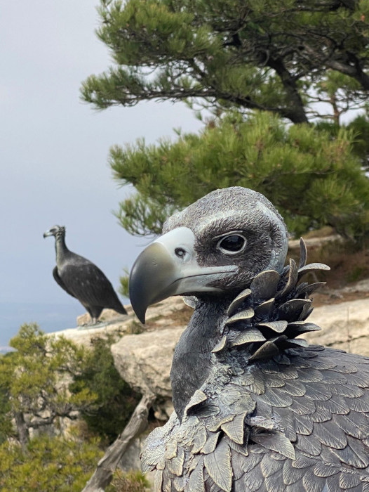 Señuelos de buitre negro ya colocados en la nueva zona de reintroducción del buitre negro en Els Ports.