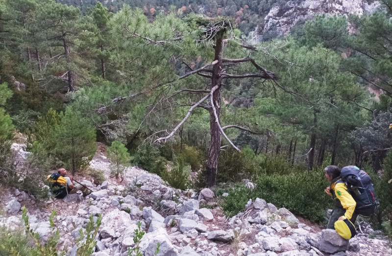 En el pino de la fotografía, situado en el Parque Natural de Els Ports, ha sido construida una de las plataformas artificiales destinadas a la nidificación del buitre negro.