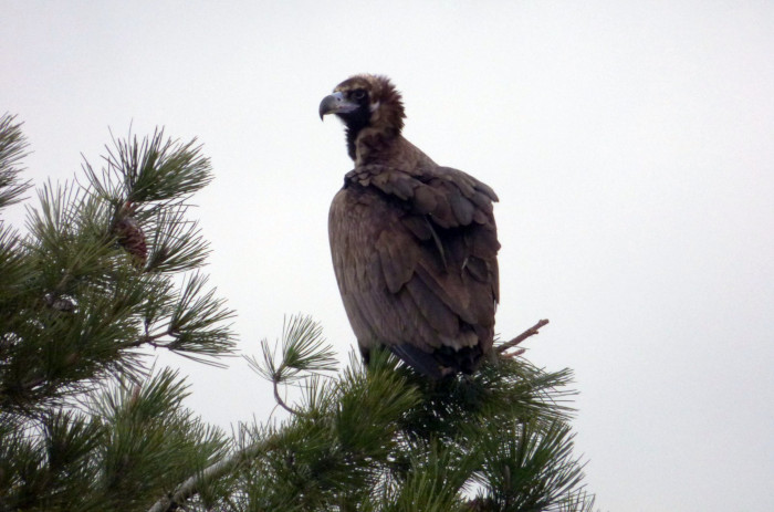 Buitre negro "Comí", fotografiado en febrero de 2015 en la Sierra Oeste de Madrid por nuestro colaborador Alberto Álvarez.