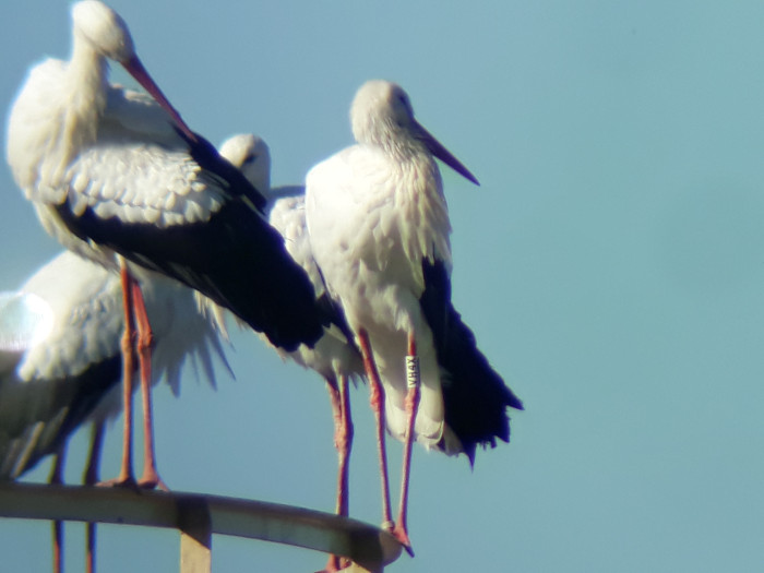 Cigüeña blanca con anilla VH4X en su visita al CTR Ávila-Norte en 2021, quince años después de su paso por el hospital de fauna de GREFA.