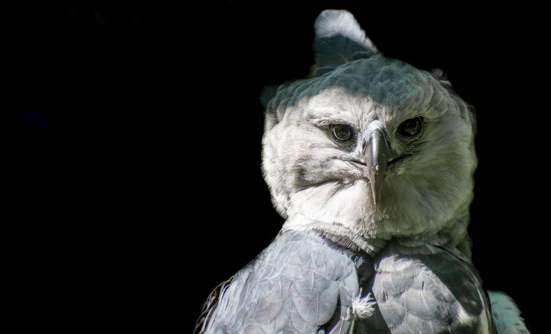 Primer plano de un águila harpía fotografiada en cautividad. Foto: Colin Behrens / Pixabay.