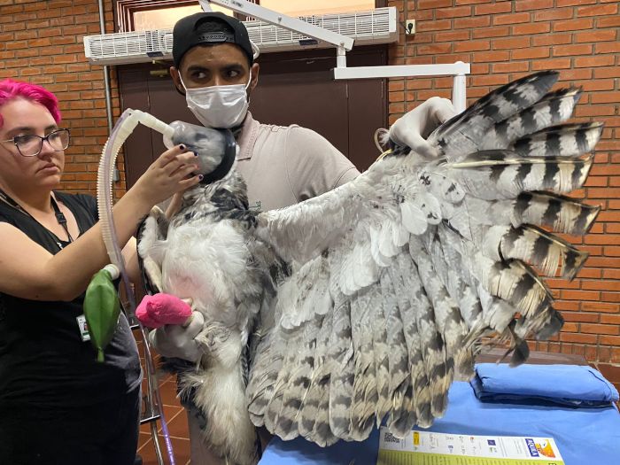 Sedación de un águila harpía para reducir el estrés de su manejo durante el taller de Foz de Iguazú (Brasil).