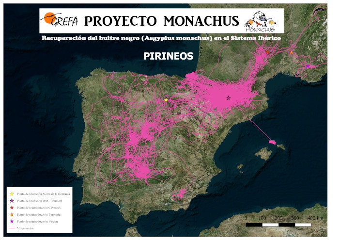  Mapa de movimientos de buitres negros marcados con GPS en la Sierra de Boumort (reintroducidos y pollos nacidos en la colonia).