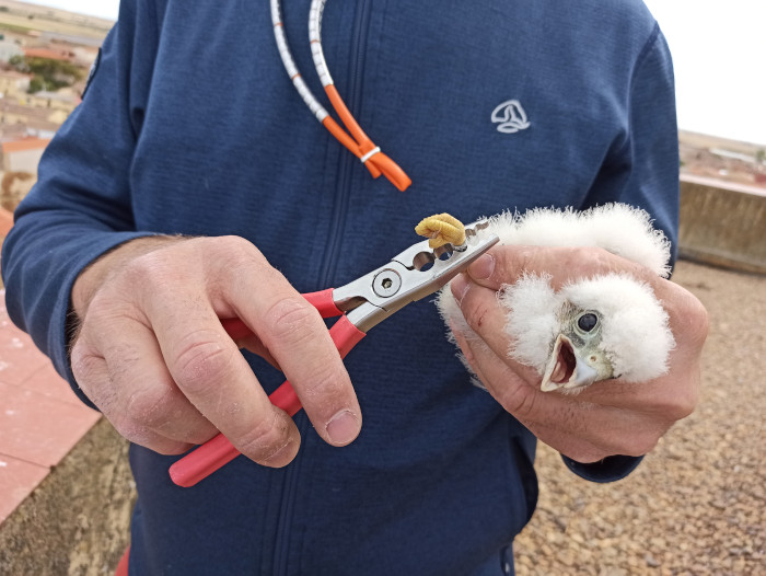 Anillamiento de un pollo de cernícalo primilla nacido en el silo de Villalpando (Zamora).