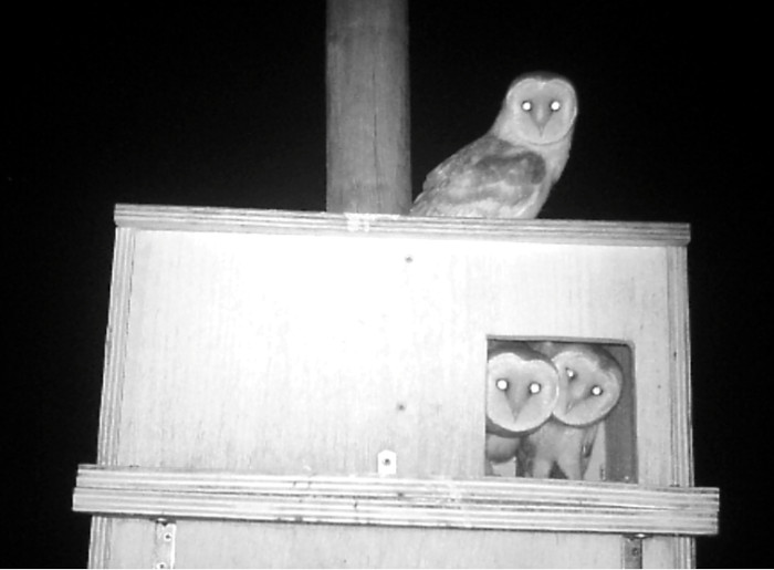 Lechuza adulta y dos pollos volantones en la entrada de una caja nido instalada por GREFA.
