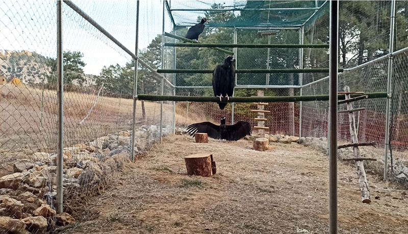 Los tres buitres negros liberados en Cazorla, en el recinto de aclimatación en el que han estado varias semanas.