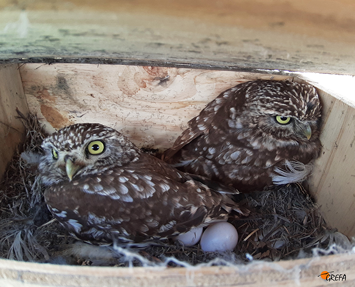Una pareja de mochuelos incuba su puesta en una caja nido en Villalón de Campos (Valladolid).