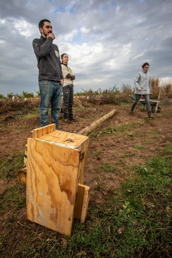 Instantes previos a la colocación de una caja nido para mochuelo para control biológico en la finca de cítricos de Brenes con la que colaboramos. Foto: Jesús Quintano Sánchez.