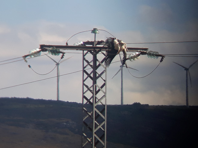 Cigüeña encontrada muerta en 2021 en el tendido eléctrico recientemente corregido. El ave yace sobre uno de los apoyos que han sido ya aislados. Detrás se ven varios aerogeneradores de un parque eólico.