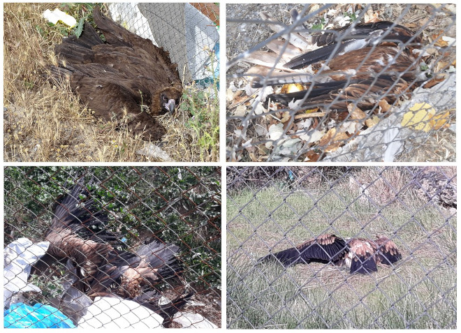 Montaje fotográfico con cuatro ejemplares de rapaces electrocutados de julio a octubre de 2021 en el tendido que suministra al CTR Ávila-Norte y que debería haber sido soterrado ya hace meses. En el sentido de las agujas del reloj aparecen un buitre negro, un milano real y dos buitres leonados.