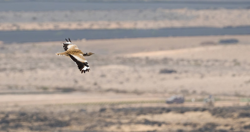 Esta imagen de una hubara canaria en Fuerteventura abre el artículo publicado en Quercus. Foto: Yeray Seminario.