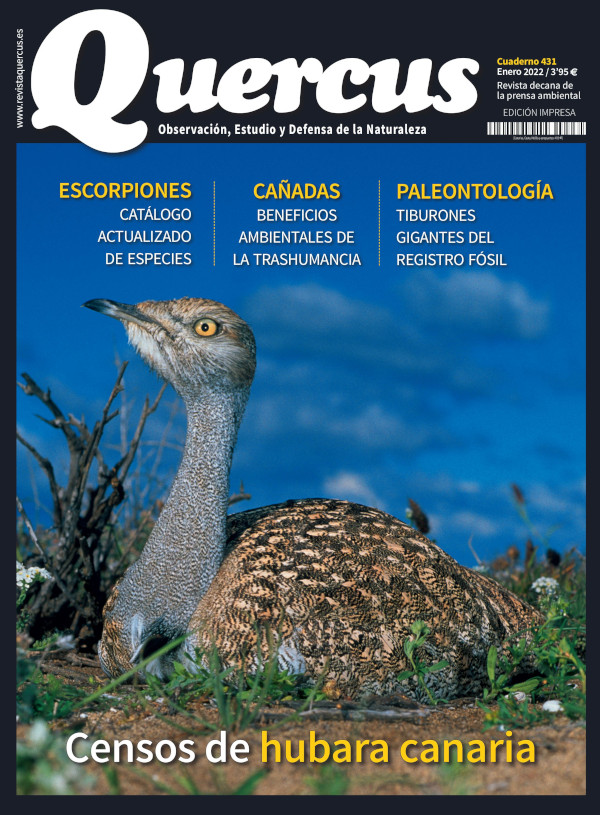 Portada del número 431 de Quercus (enero de 2022), dedicada a la hubara canaria.